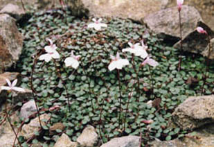 Lobelia sp.